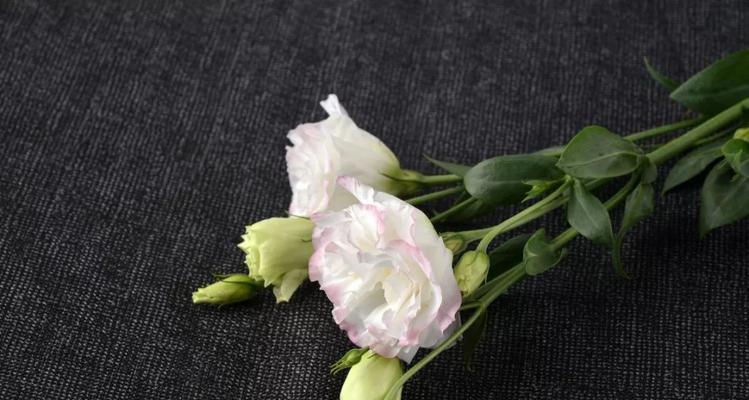 黑色桔梗花的花语有哪些含义？