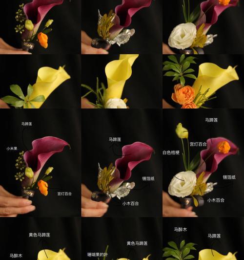 黑色马蹄莲花语是什么？如何正确解读其含义？
