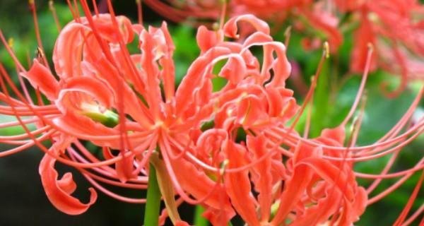 黑色曼陀罗花语是什么？它的象征意义有哪些？