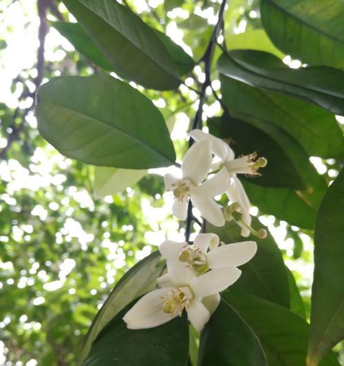 橙子树开花时间是几点？如何判断橙子树开花？