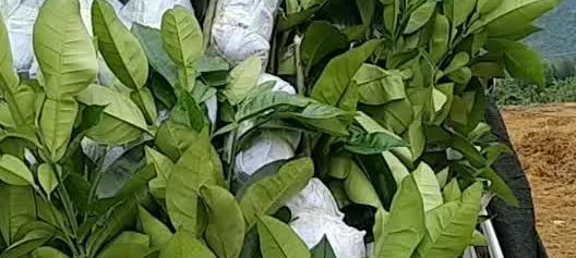 橙子树施肥指南：如何选择最佳肥料？