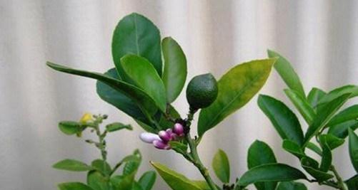 橙子树自花授粉的真相是什么？授粉过程有哪些特点？