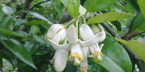 橙子树自花授粉的真相是什么？授粉过程有哪些特点？