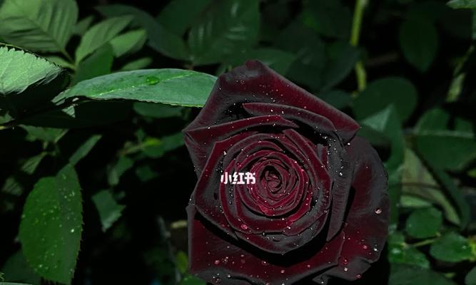 黑色玫瑰花代表什么含义？