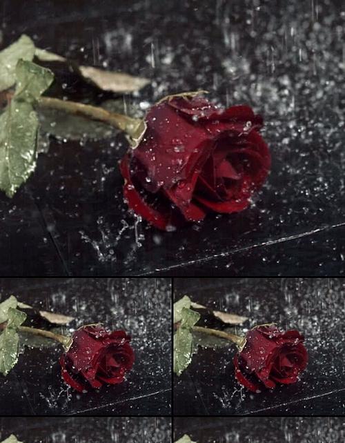 黑色玫瑰花代表什么含义？