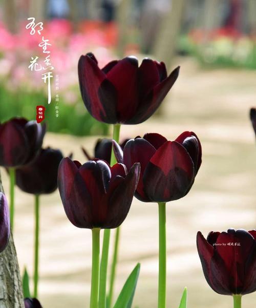 黑郁金香花语是什么？如何表达爱意？