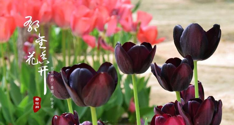 黑郁金香花语是什么？如何表达爱意？