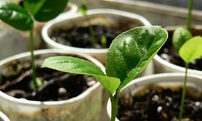 橙子种子怎么种植？种植橙子种子的步骤和注意事项是什么？