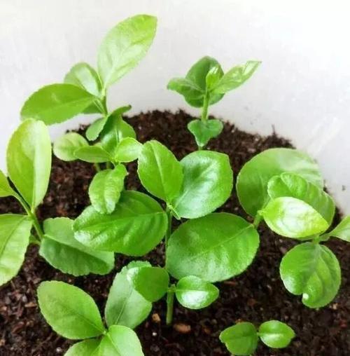 橙子种子怎么种植方法？从播种到收获的全过程解析？