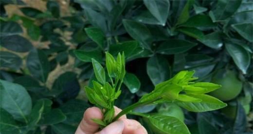 橙子种子怎么种植方法？从播种到收获的全过程解析？