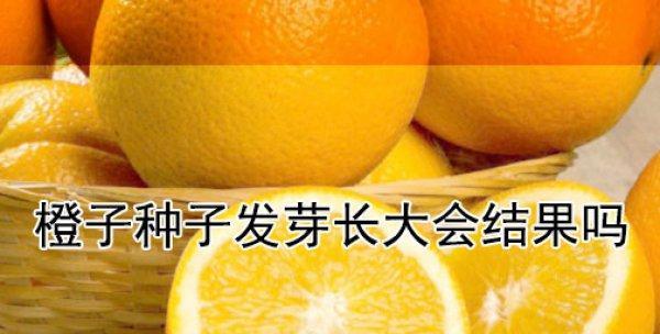 橙子种子怎么种植方法？从播种到收获的全过程解析？