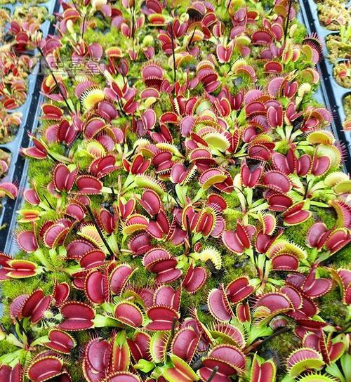吃虫的植物有哪些？它们是如何捕食昆虫的？