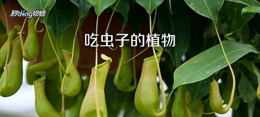 吃虫子的植物有哪些？它们是如何捕食昆虫的？