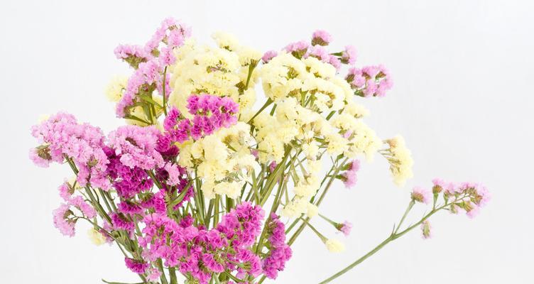 红丁香花语是什么？如何用红丁香表达爱意？