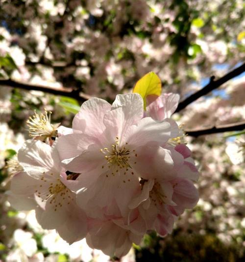红丁香花语是什么？如何用红丁香表达爱意？