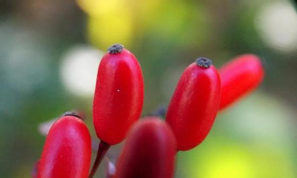 红豆花的花语是什么？如何用红豆花表达爱意？