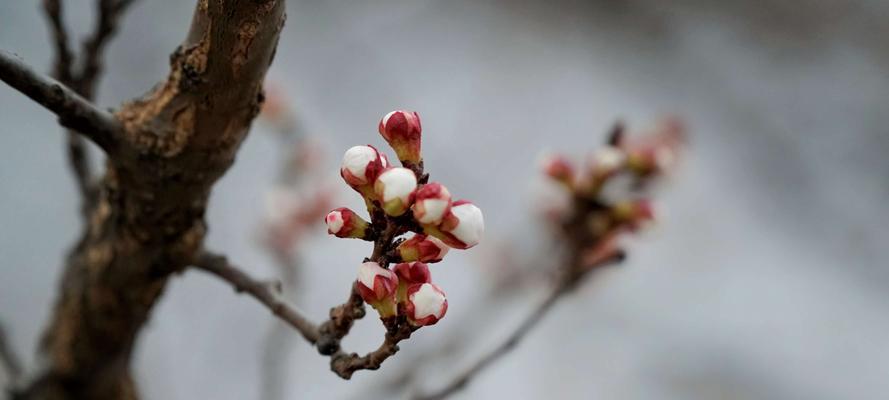 红豆花的花语是什么？如何用红豆花表达爱意？