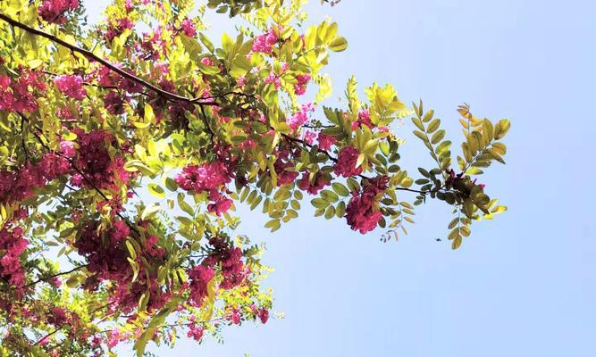 红花刺槐花语是什么？如何表达爱意？