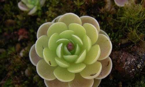 吃花的植物有哪些？它们是如何摄取花粉的？