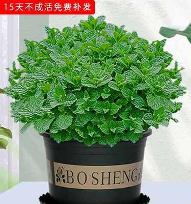 吃花的植物有哪些？它们是如何摄取花粉的？