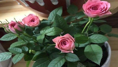 吃花的植物有哪些？它们是如何摄取花粉的？