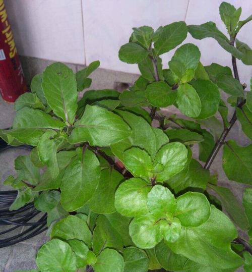 吃茎的植物有哪些？它们的食用方法和营养价值是什么？