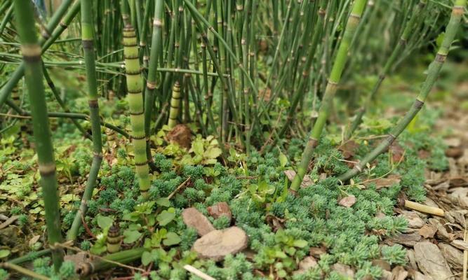 吃茎的植物有哪些？它们的食用方法和营养价值是什么？