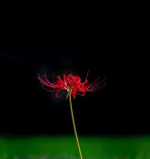 红花石蒜花语是什么？如何用它表达爱意？