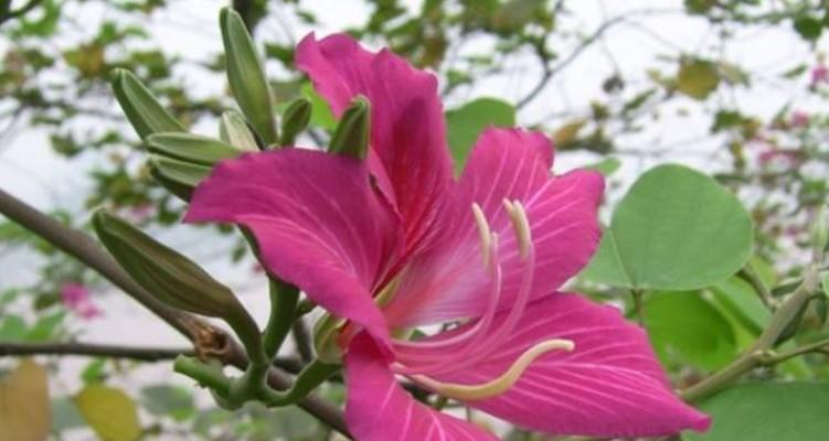 红花羊蹄甲的花语有哪些含义？