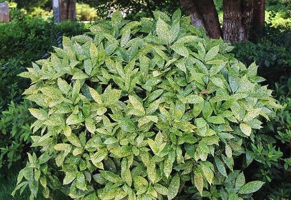 吃叶的植物有哪些？它们对环境有什么影响？
