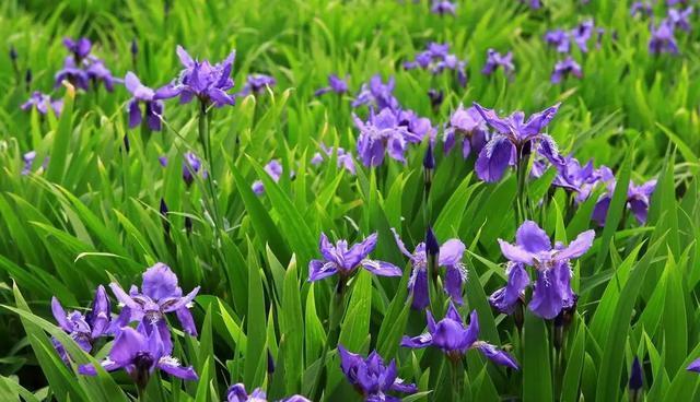 池塘边适合种什么花？哪些花卉能在湿润环境中茁壮成长？