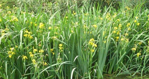池塘边适合种什么花？哪些花卉能在湿润环境中茁壮成长？