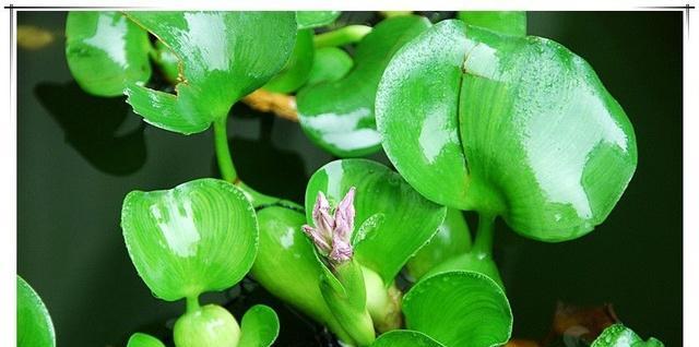池塘里适合种什么植物？如何选择合适的水生植物？