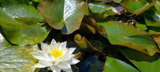 池塘水和河水哪个更适合浇花？使用时应注意什么？