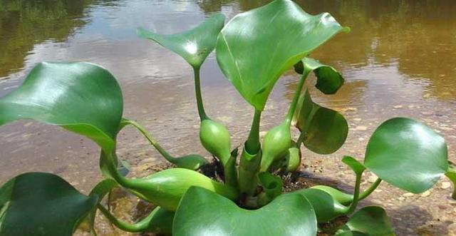 池塘水和河水哪个更适合浇花？使用时应注意什么？