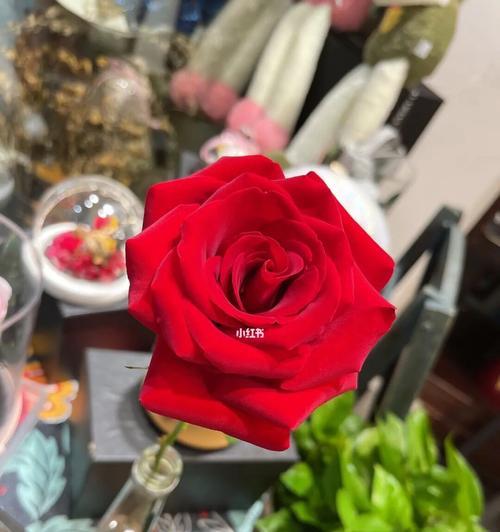 红玫瑰代表什么意思？红玫瑰的花语有哪些常见误解？