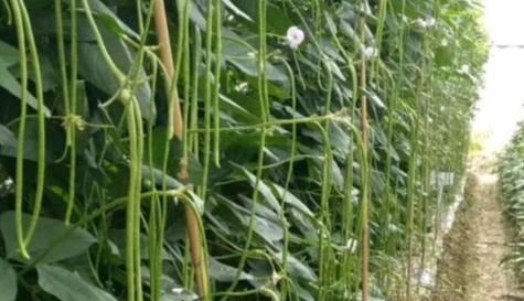 迟豆角怎么种植？最佳种植时间和方法是什么？