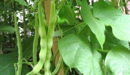 迟豆角怎么种植？最佳种植时间和方法是什么？