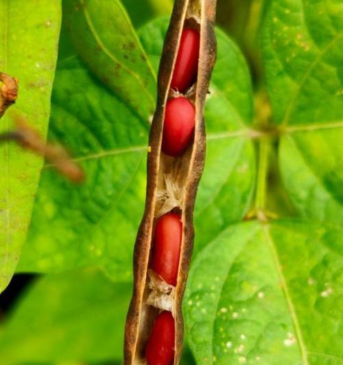 赤豆种植方法是什么？最佳种植时间是什么时候？