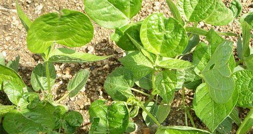赤豆种植方法是什么？最佳种植时间是什么时候？