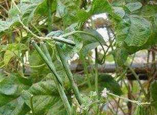 赤豆种植方法是什么？最佳种植时间是什么时候？