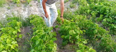 赤豆的最佳播种时间是什么时候？播种后需要注意哪些事项？