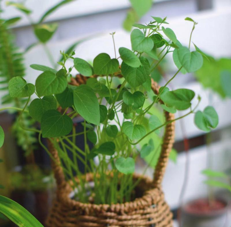 赤豆发芽不成功怎么办？快速发芽的秘诀是什么？