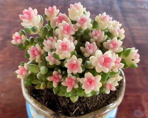 赤豆发芽不成功怎么办？快速发芽的秘诀是什么？