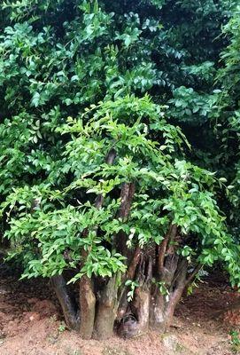赤楠冬天落叶吗？如何判断赤楠的季节性落叶现象？