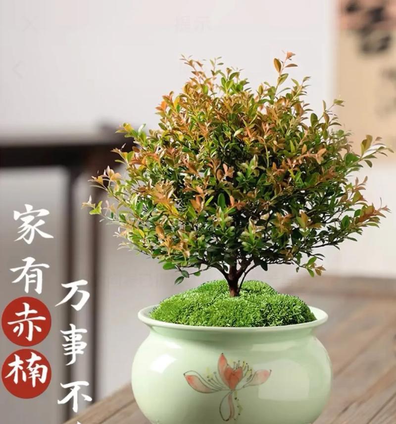 赤楠多久浇一次水合适？如何判断赤楠的水分需求？