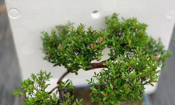 赤楠多久浇一次水合适？如何判断赤楠的水分需求？