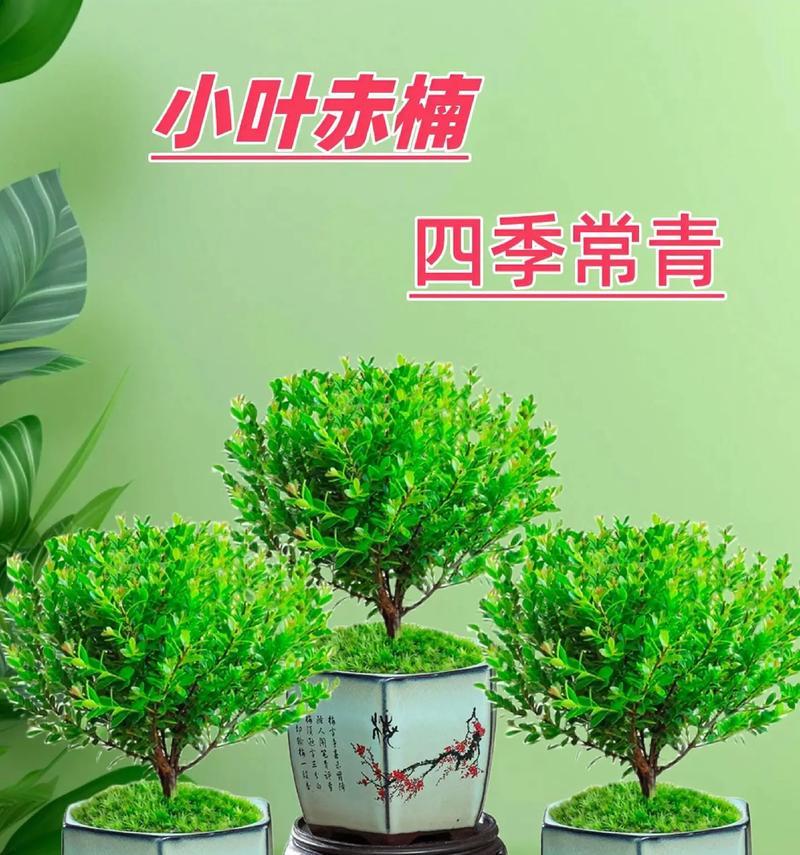 赤楠会开花吗？它的花朵有哪些特征？