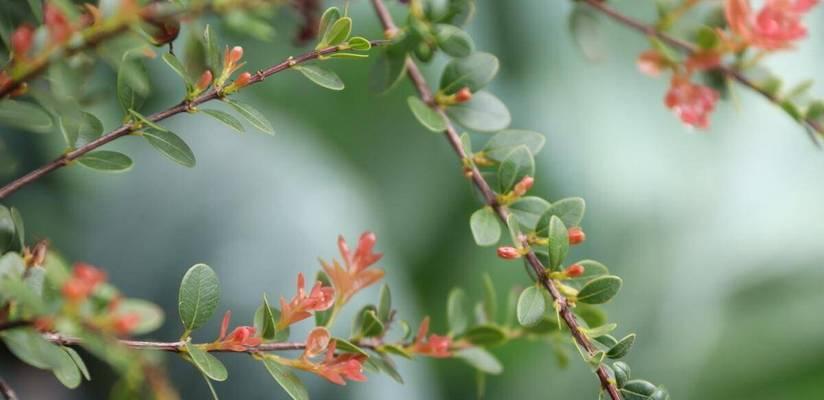 赤楠会开花吗？它的花朵有哪些特征？