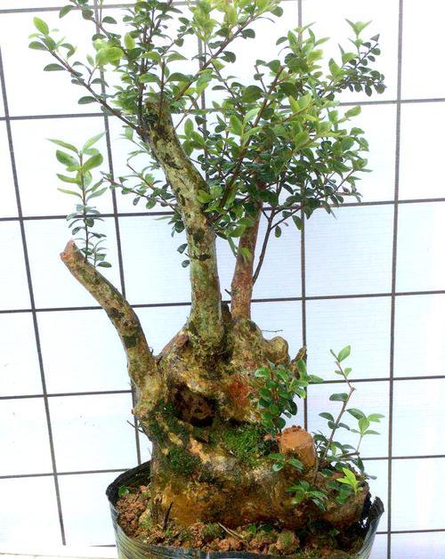 赤楠盆景的风水寓意是什么？如何正确摆放以增强风水效果？